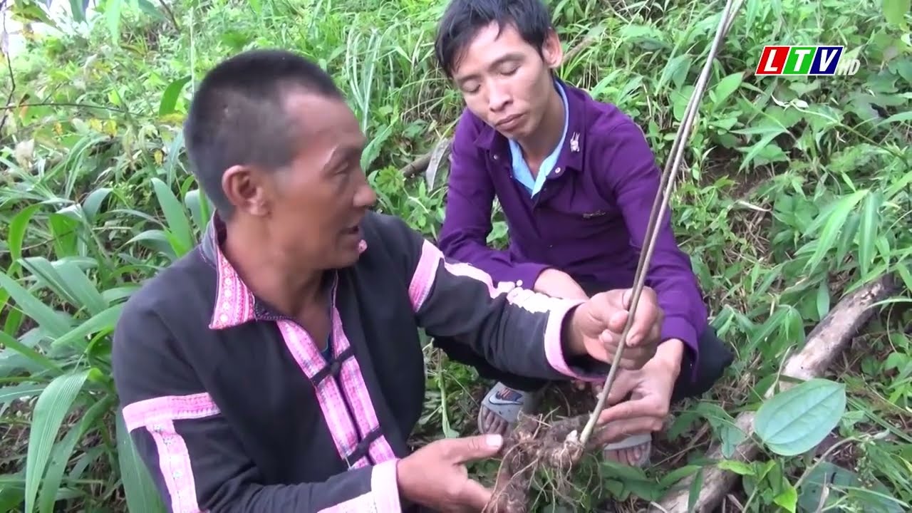 Lai Châu - Sâm Lai Châu bén rễ trên vùng đất biên giới Mường Tè