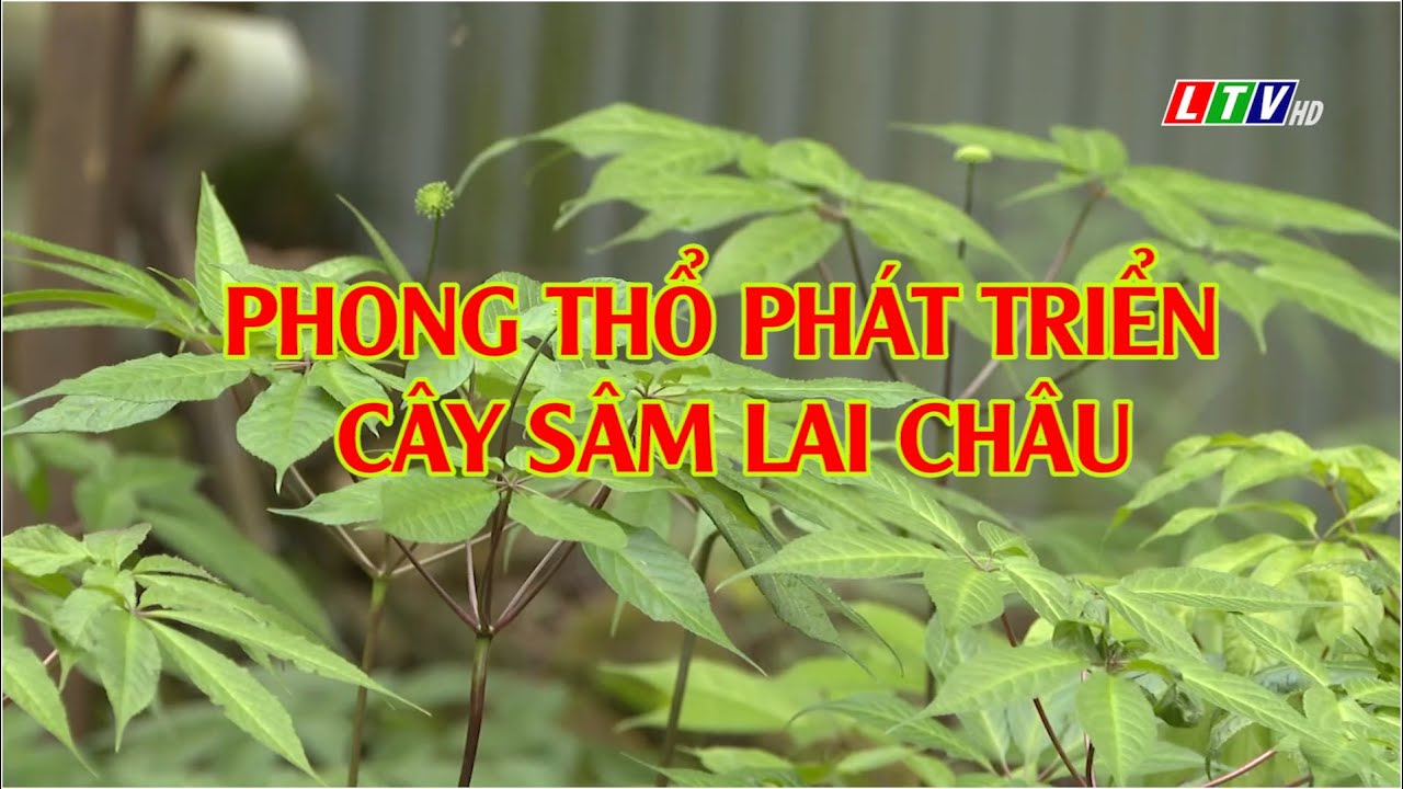 Phong Thổ phát triển cây Sâm Lai Châu