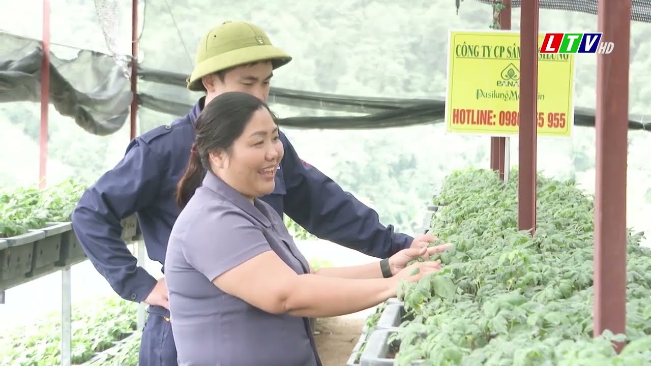 Lai Châu - Phát triển thương hiệu Sâm Lai Châu