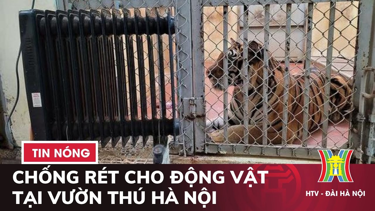 Chống rét cho động vật tại vườn thú Thủ Lệ | Thời sự tối 28/1/2023