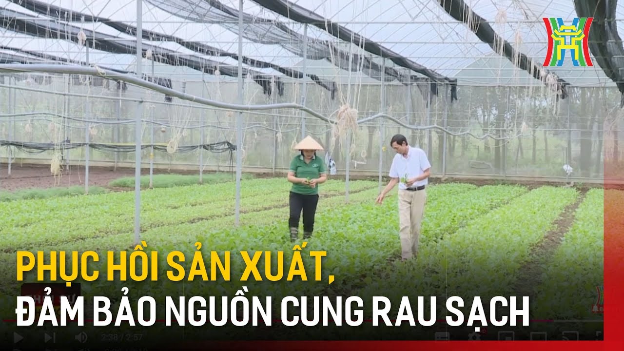 Phục hồi sản xuất, đảm bảo cung ứng rau sạch cho thị trường | Tin tức