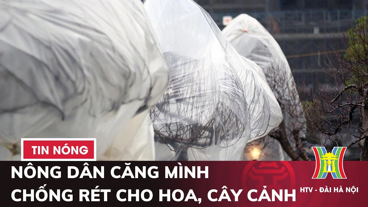 Hà Nội: Nông dân căng mình chống rét cho hoa, cây cảnh | Thời sự tối 22/1/2024