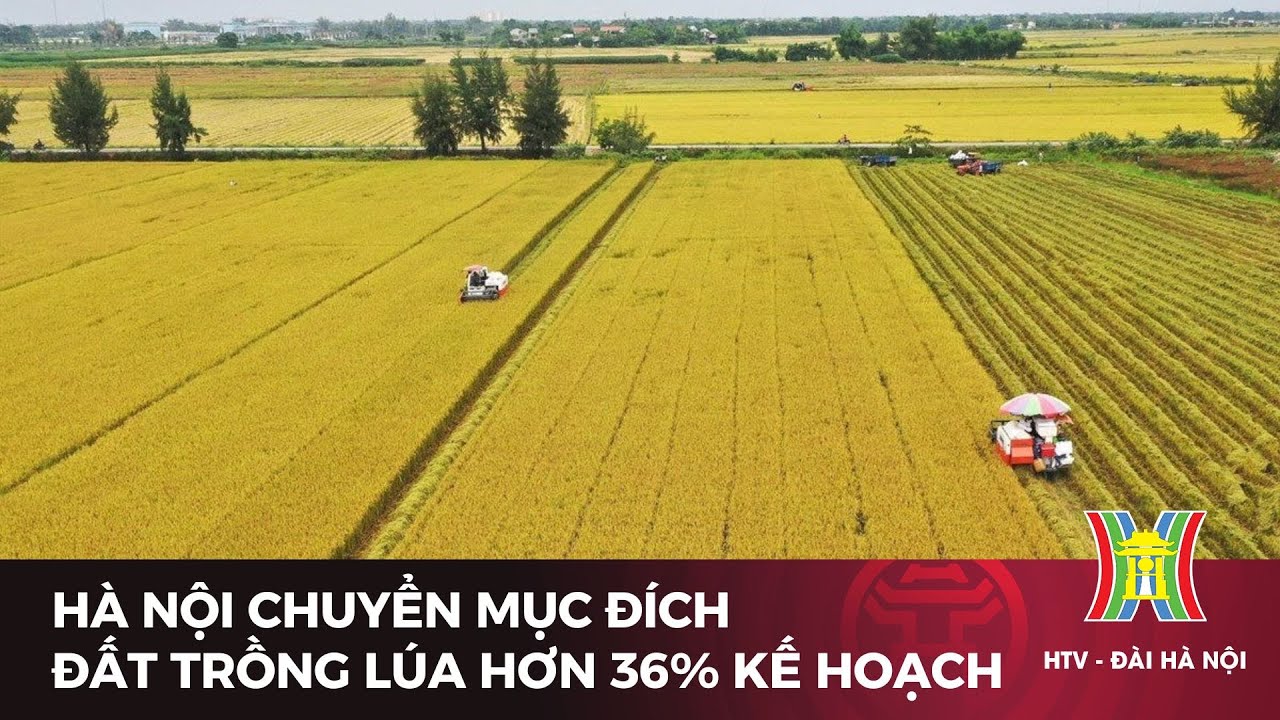 Hà Nội chuyển mục đích đất trồng lúa hơn 36% kế hoạch | Tin tức mới nhất hôm nay