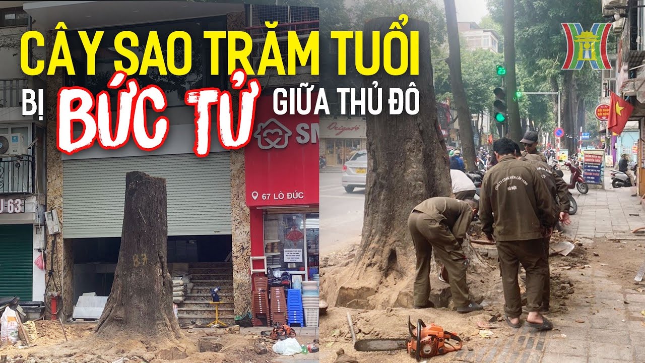 Cây sao trăm tuổi bị "bức tử" tàn bạo giữa Thủ đô? | Tin tức mới nhất hôm nay