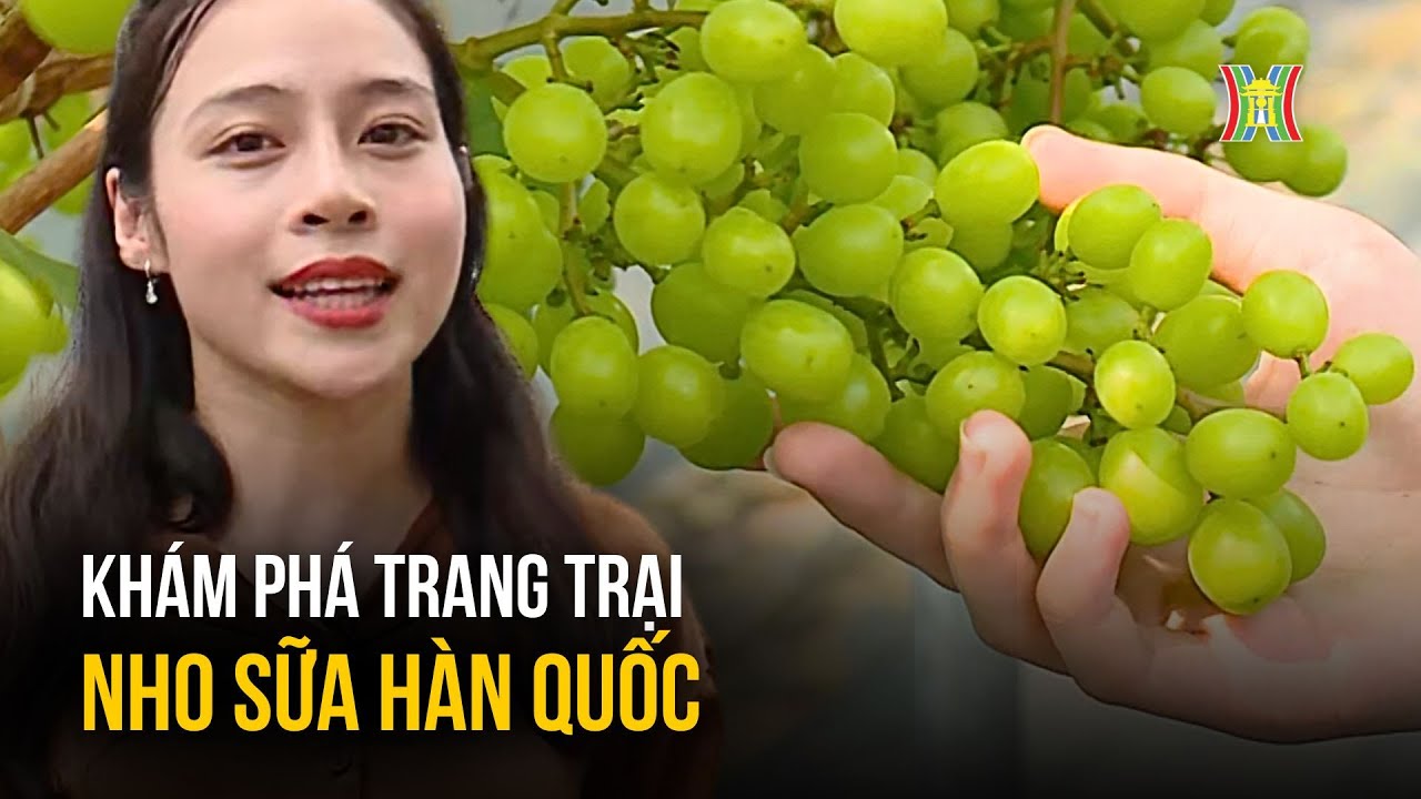 Phát triển kinh tế với nho sữa Hàn Quốc | Nông nghiệp đô thị