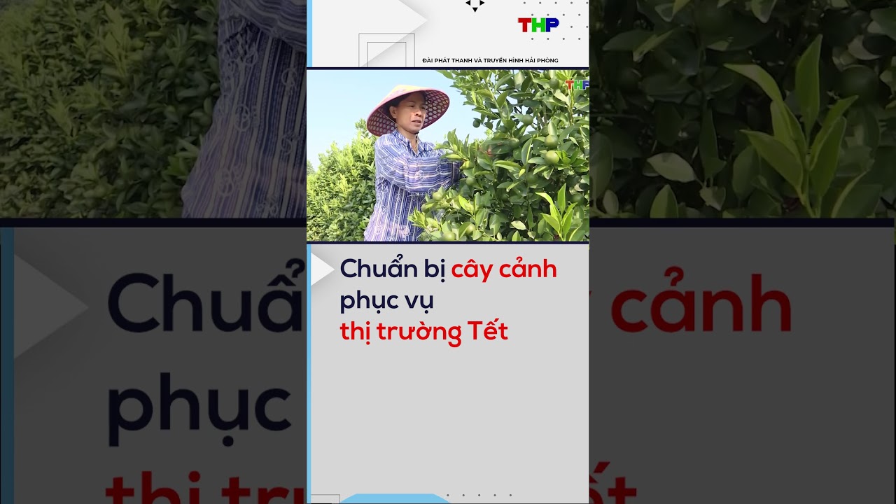 Chuẩn bị cây cảnh phục vụ thị trường Tết