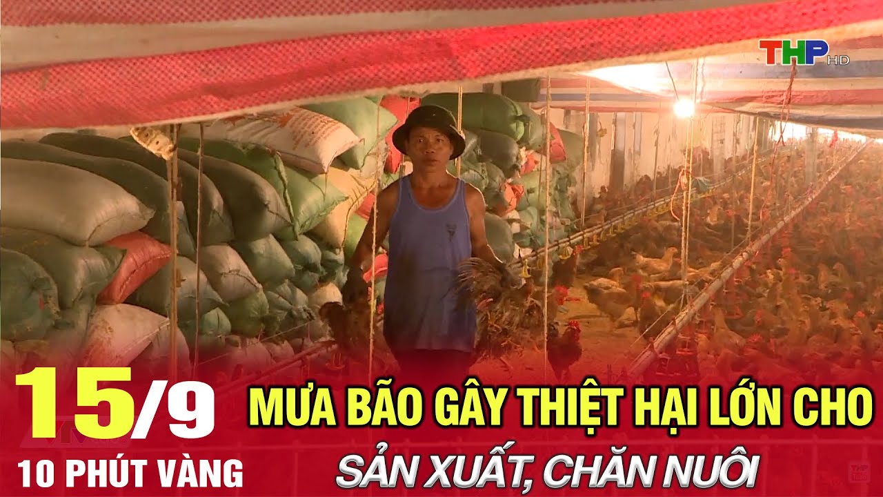 Hải Phòng: 10 phút vàng (15/09/2024) | Mưa bão gây thiệt hại lớn cho sản xuất, chăn nuôi