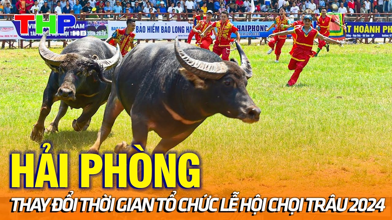 Hải Phòng thay đổi thời gian tổ chức Lễ hội chọi trâu 2024 | Điểm hẹn du lịch