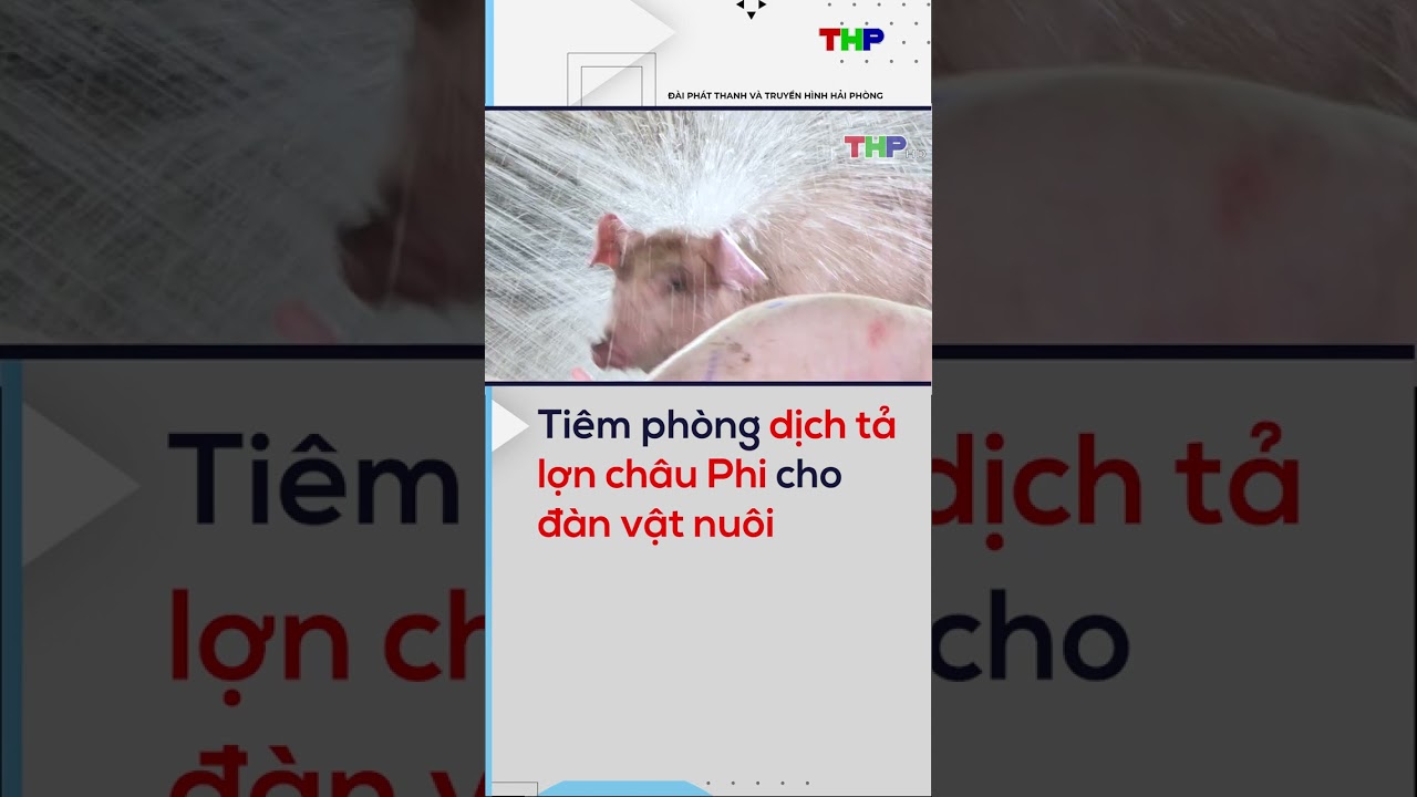 Tiêm phòng dịch tả lợn châu Phi cho đàn vật nuôi