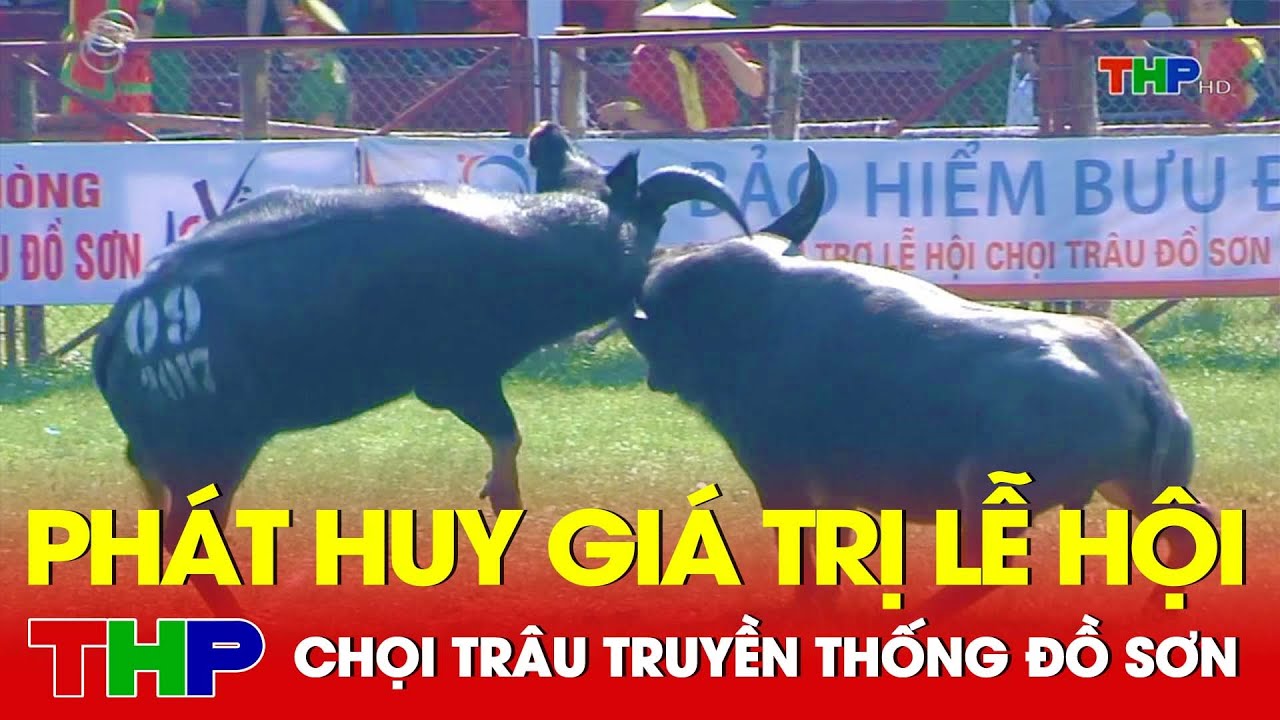 Phát huy giá trị lễ hội chọi trâu truyền thống Đồ Sơn