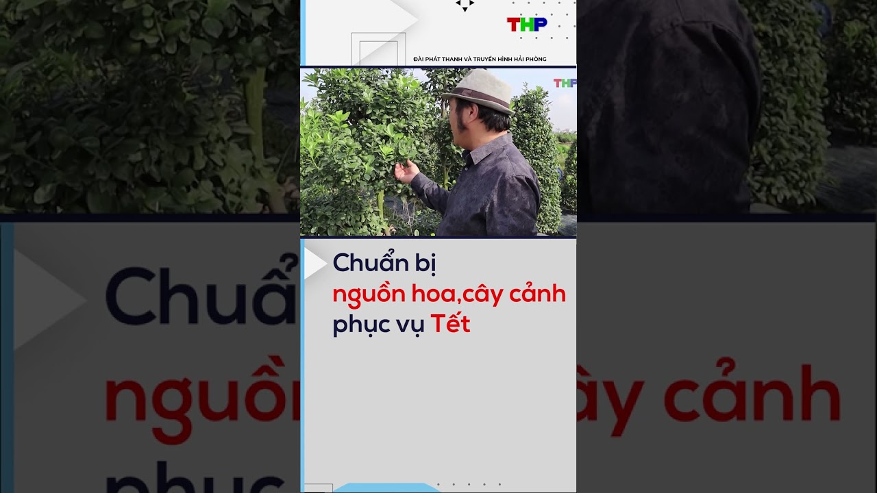 Chuẩn bị nguồn hoa, cây cảnh phục vụ Tết