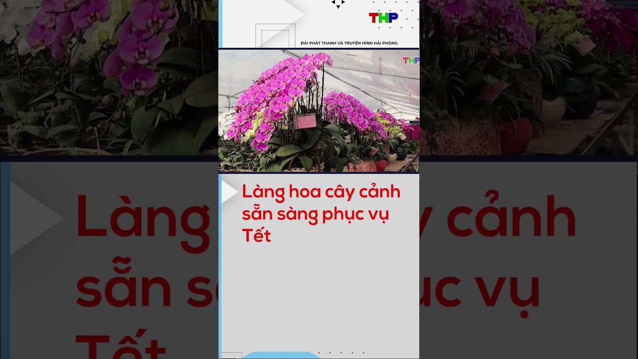 Làng hoa cây cảnh sẵn sàng phục vụ Tết