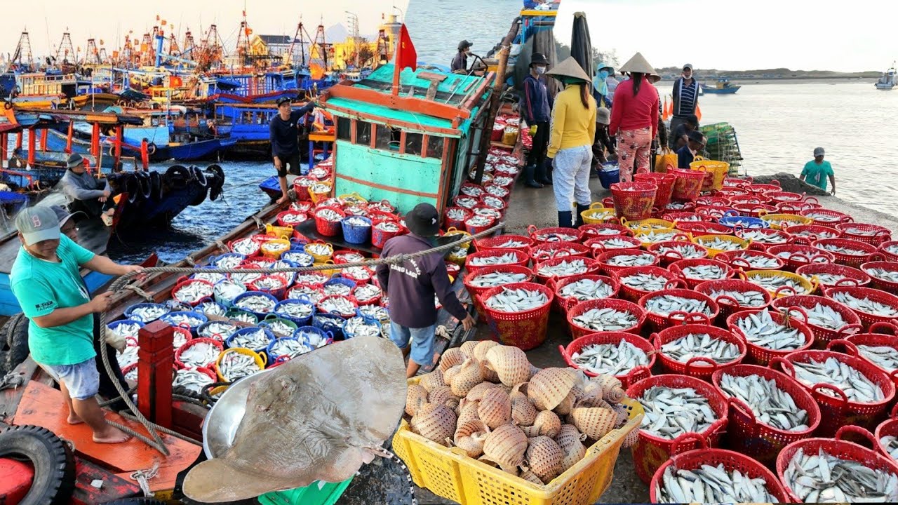 Cảng biển lớn nhất LaGi Bình Thuận - Hàng tấn cá Trích, Hải Sản Khủng giá rẻ cập bến