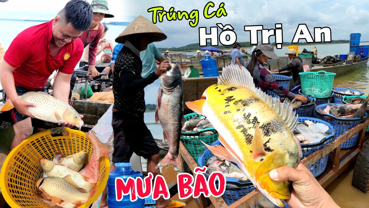 Hồ Trị An mùa mưa bão - Ngư dân trúng mẻ cá Mè Cá Chép Cá Hoàng Đế