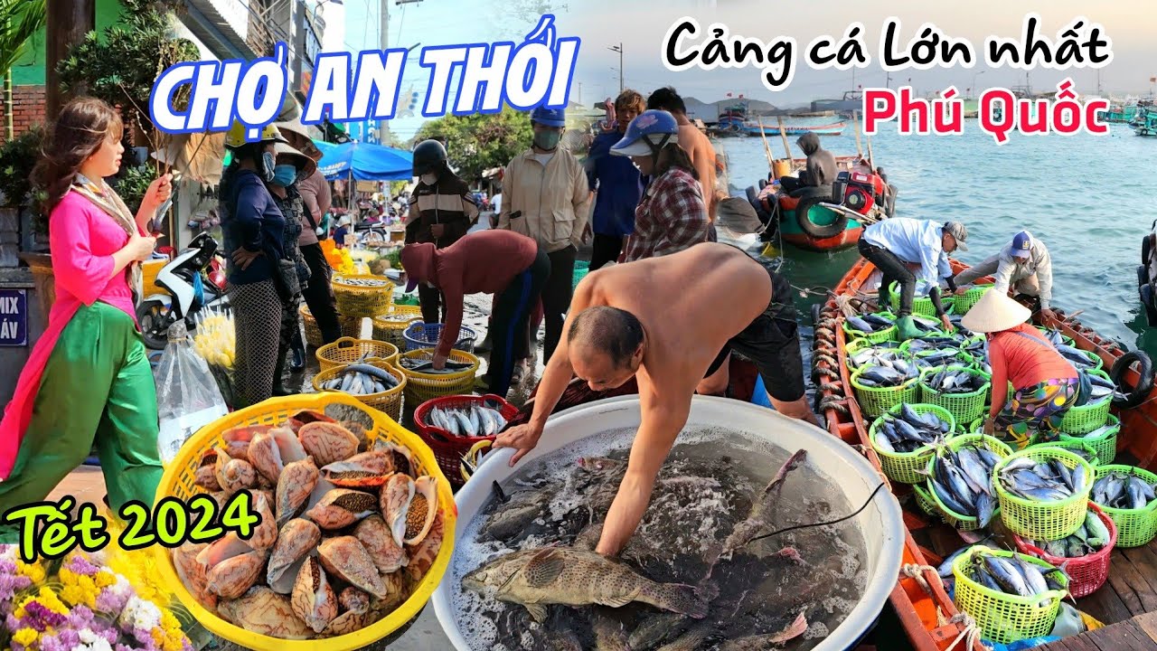 Chợ Tết AN THỚI 2024 - Trúng mẻ Cá Mú khổng lồ Cảng Cá LỚN NHẤT PHÚ QUỐC