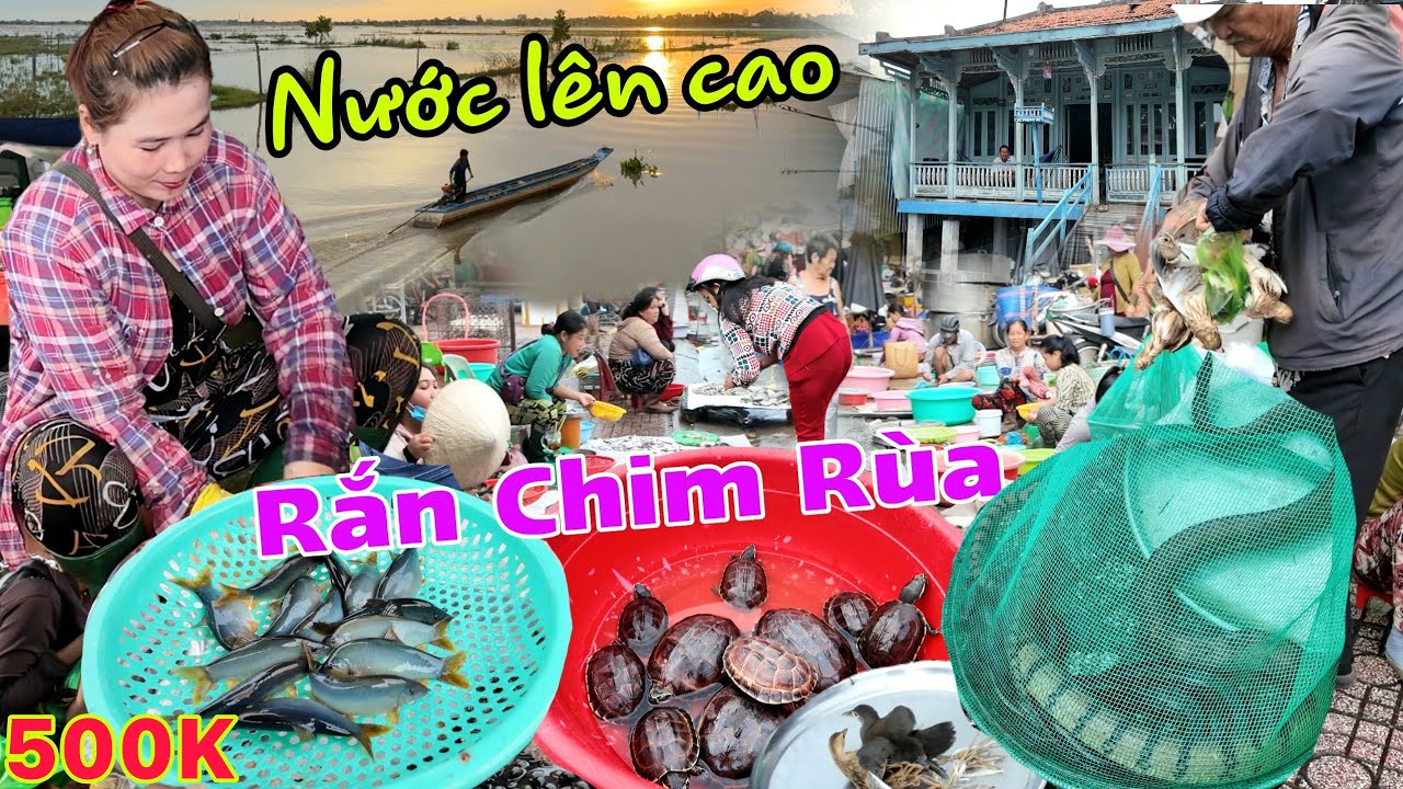 Xuất hiện Rắn Chim Rùa Chuột chợ biên giới Campuchia mùa nước nổi 2024