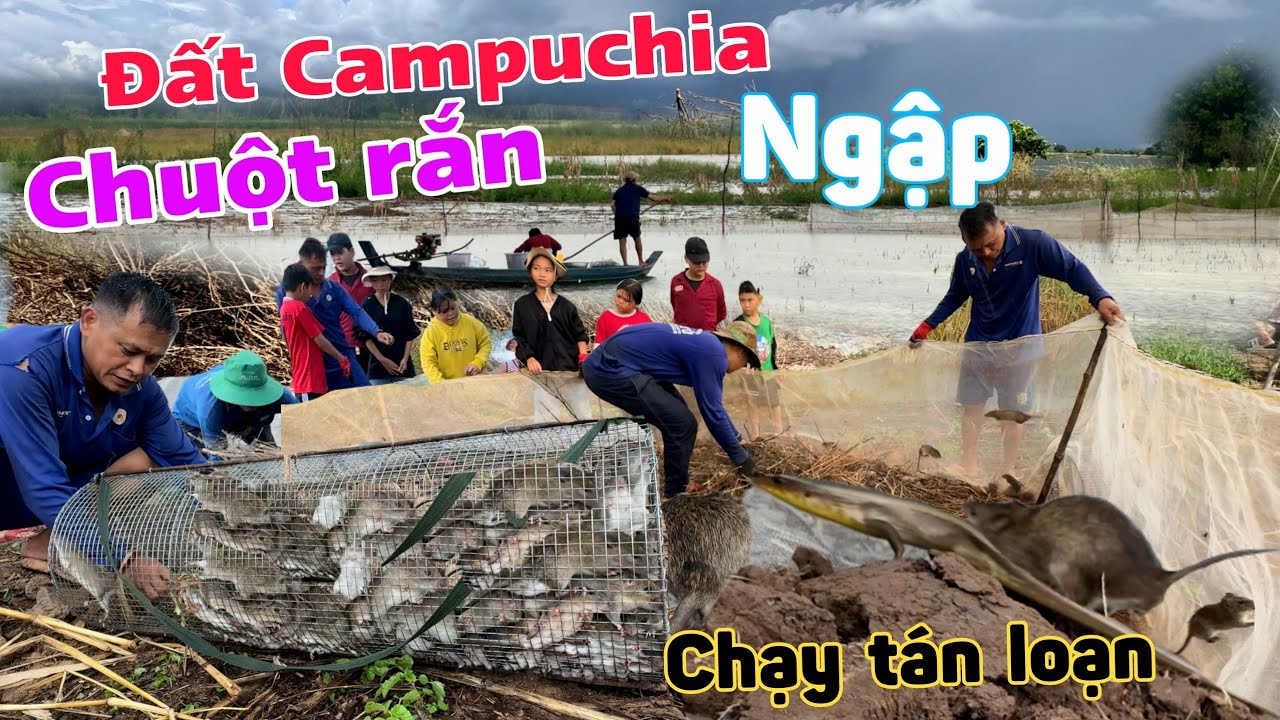 Đồng Campuchia NGẬP NƯỚC dở đống chà Chuột rắn mấu nhiều không tưởng