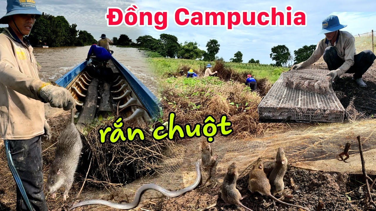 Qua đồng Campuchia dở chà mùa nước nổi - bất ngờ đầy rắn và chuột Cống Nhum