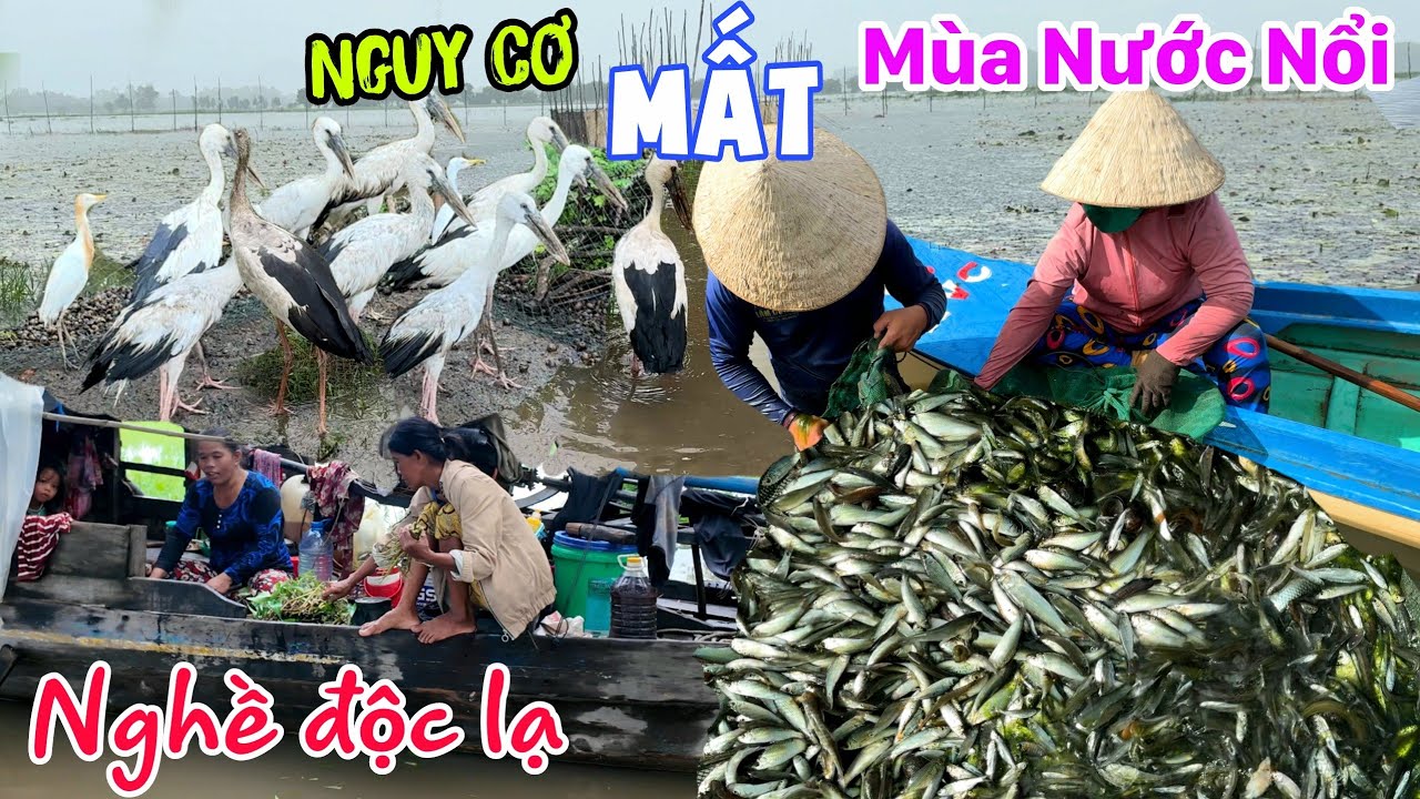 Nguy cơ MẤT mùa nước nổi ở Biên Giới Campuchia - Độc là mùa lũ Nghề Chim Cò