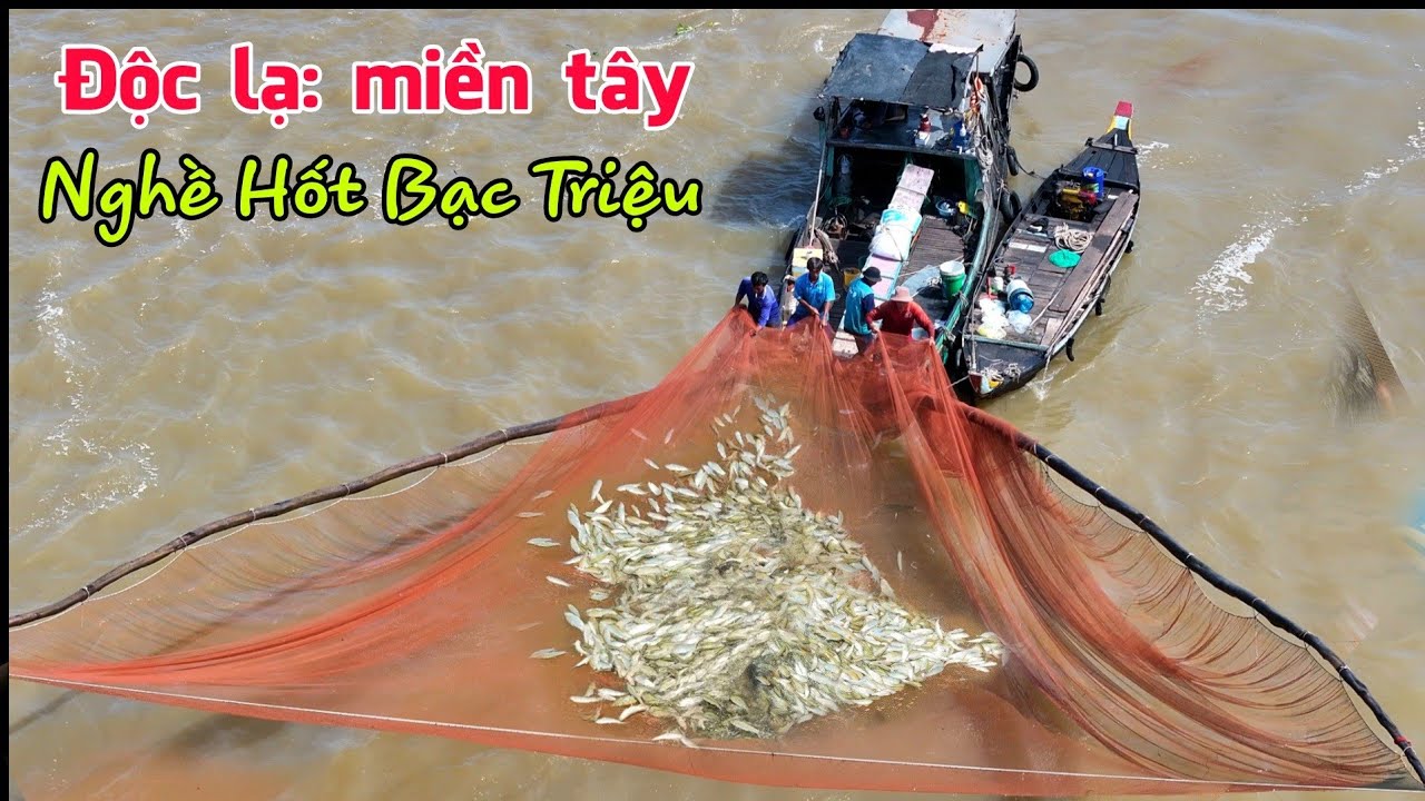 Độc lạ: HỐT BẠC TRIỆU mỗi ngày nghề ủi dồn cá linh mùa nước rút