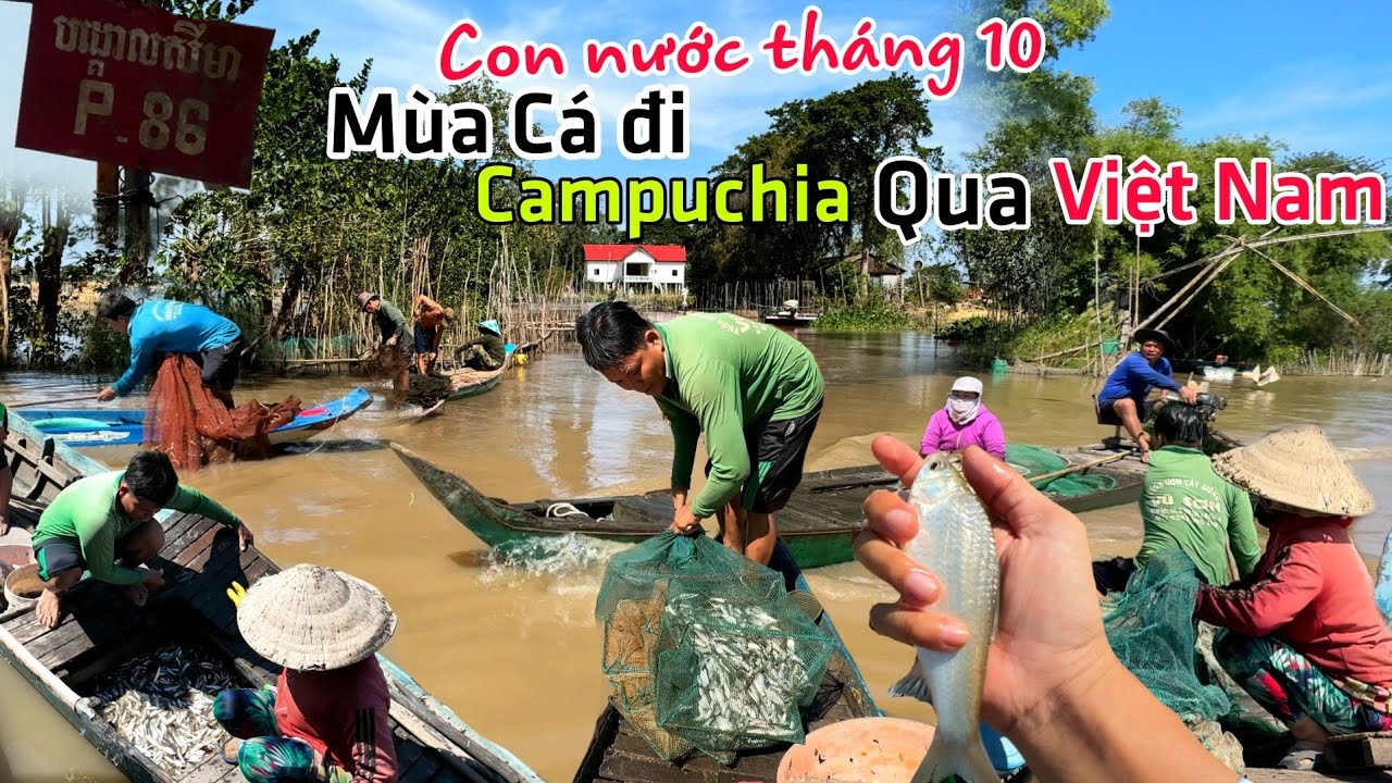 Bội thu Cá từ Campuchia qua Việt Nam con nước tháng 10 hàng tấn cá 1 ngày