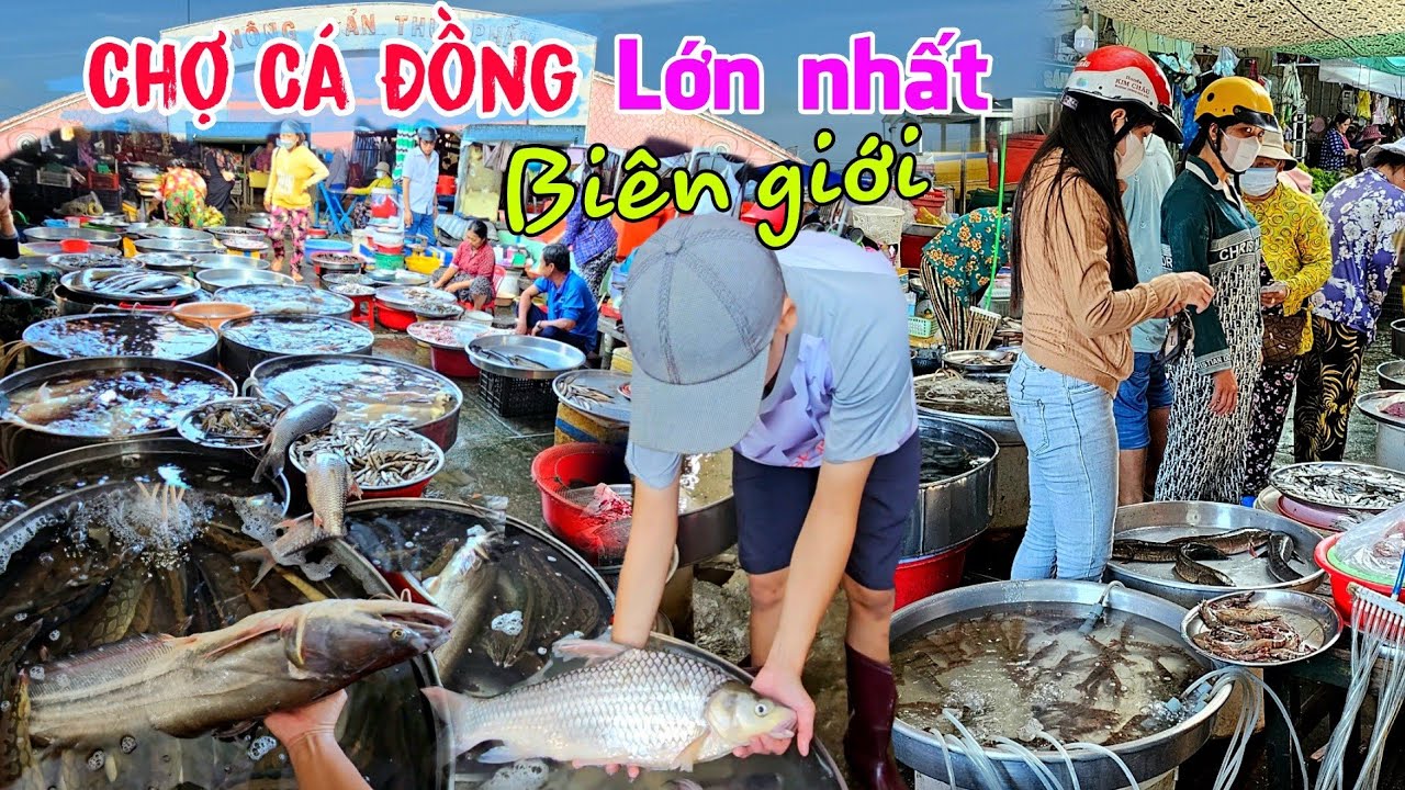 khám phá chợ cá đồng lớn nhất biên giới - Toàn "thủy quái" ở chợ An Phú