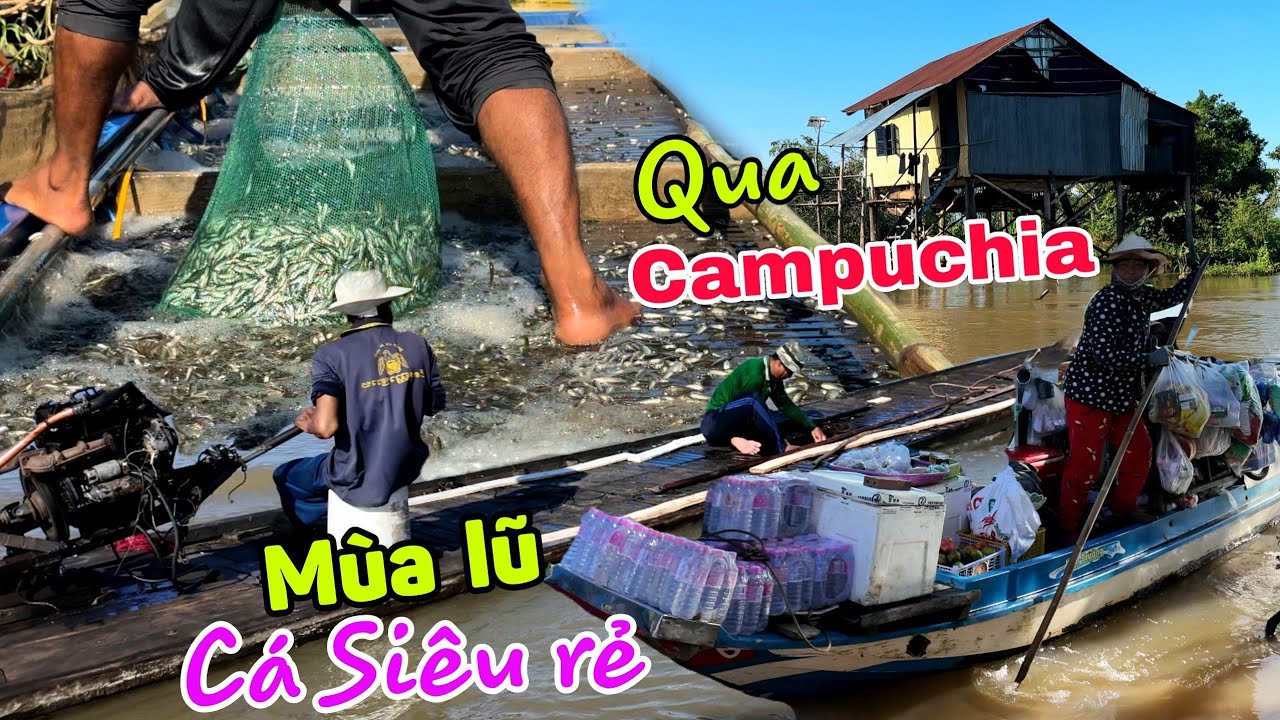 Ngập đồng Campuchia Mùa Lũ 2024 - Cá Linh ồ ạt qua Việt Nam giá siêu rẻ