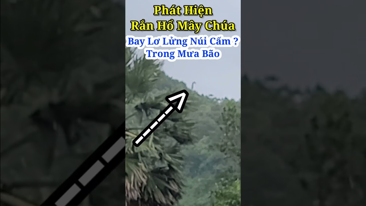 Phát Hiện Rắn Hổ Mây Chúa Núi Cấm Bay Lơ Lửng Trên Đỉnh | Đỗ Hoài Thương