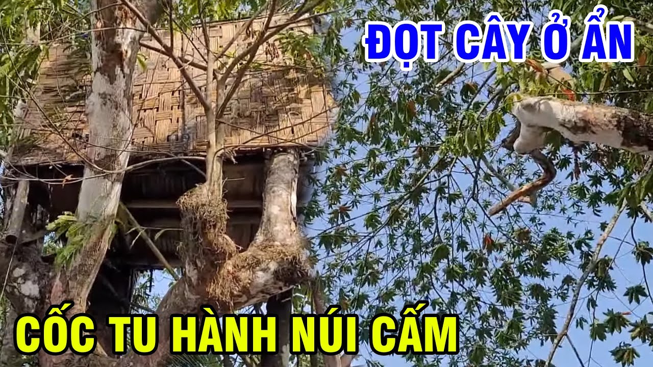 Chuyện Lạ Phát Hiện Cái Cốc Tu Hành Trên Đọt Cây Ở Ẩn Núi Cấm Kim Cang Cốc