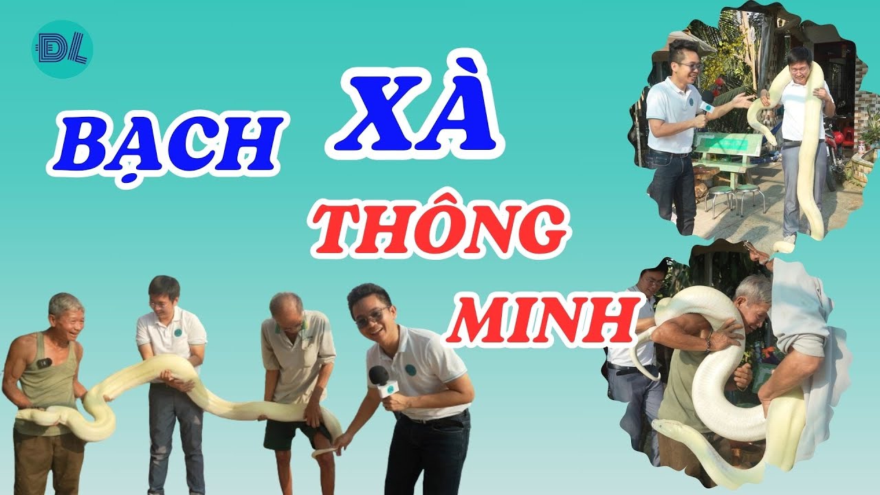 Xuất hiện bạch xà thông minh ở Đồng Tháp - ĐỘC LẠ BÌNH DƯƠNG