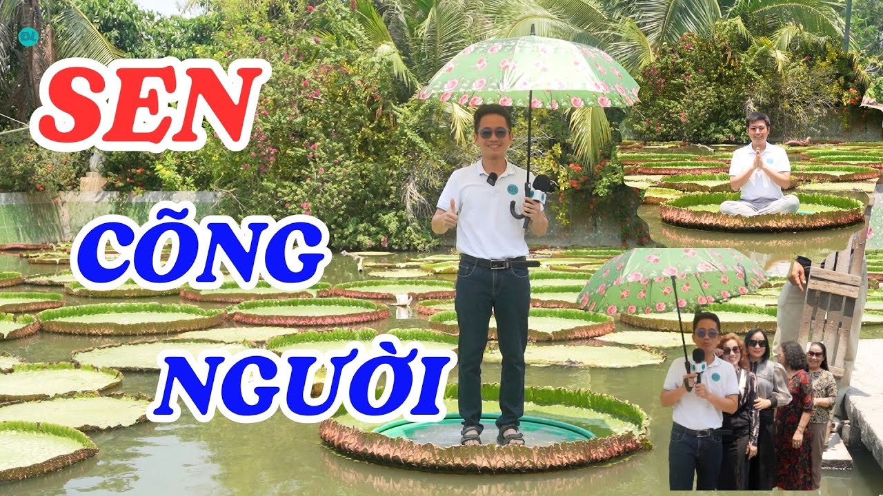 Lý giải về loài sen vua, lá khổng lồ độc lạ ở Đồng Tháp - ĐỘC LẠ BÌNH DƯƠNG