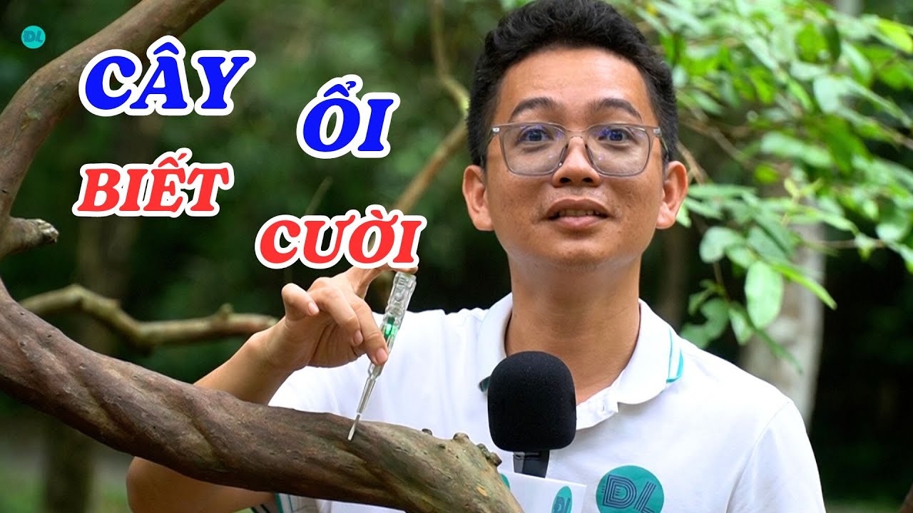 Sự thật về cây ổi biết cười, biết truyền năng lượng - ĐỘC LẠ BÌNH DƯƠNG