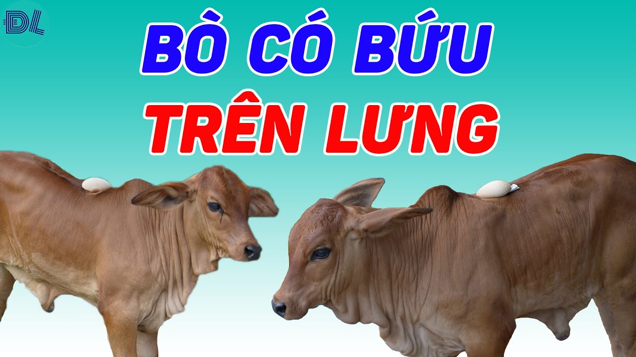 Sở hữu bò có túi trên lưng, hô 100 triệu - ĐỘC LẠ BÌNH DƯƠNG