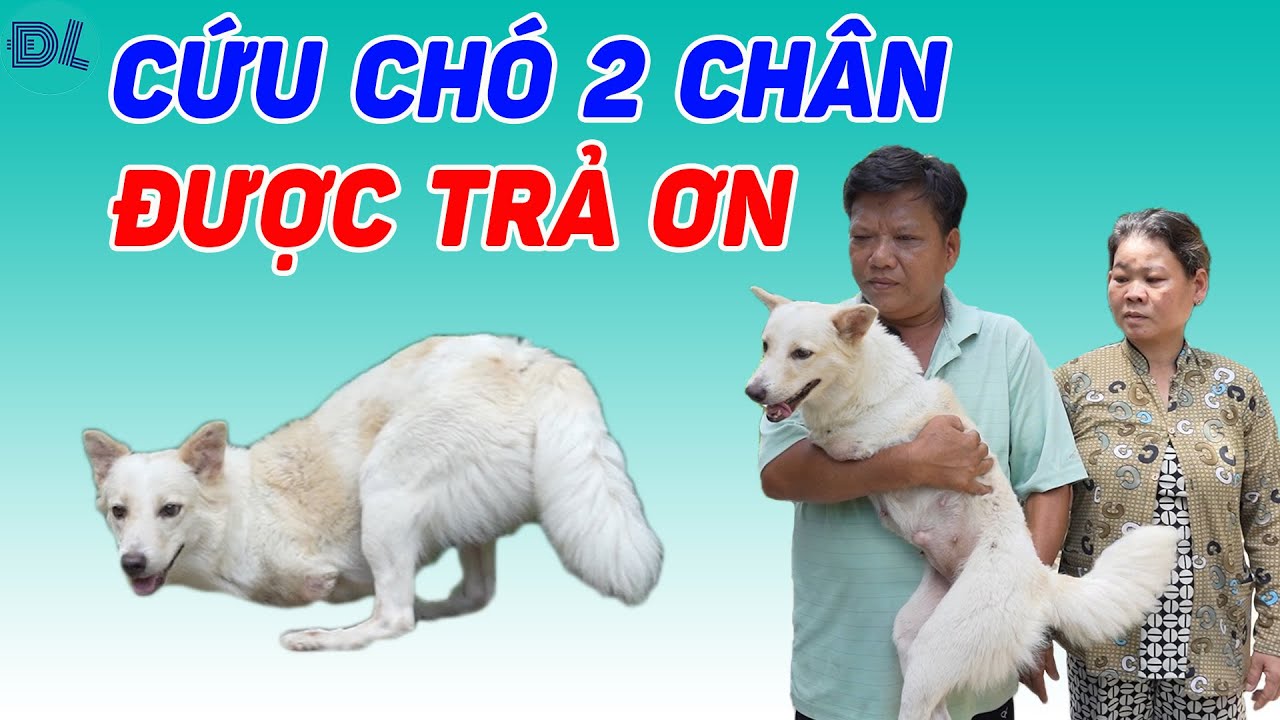 Sau khi cưu mang chú cún 2 chân, vợ chồng được tặng căn nhà - ĐỘC LẠ BÌNH DƯƠNG