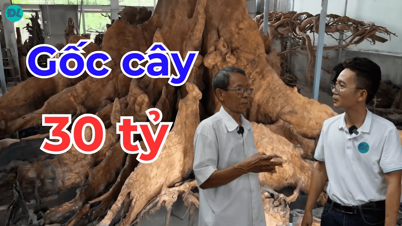 Đại gia Sóc Trăng muốn nhường lại gốc cây 30 tỷ - ĐỘC LẠ BÌNH DƯƠNG