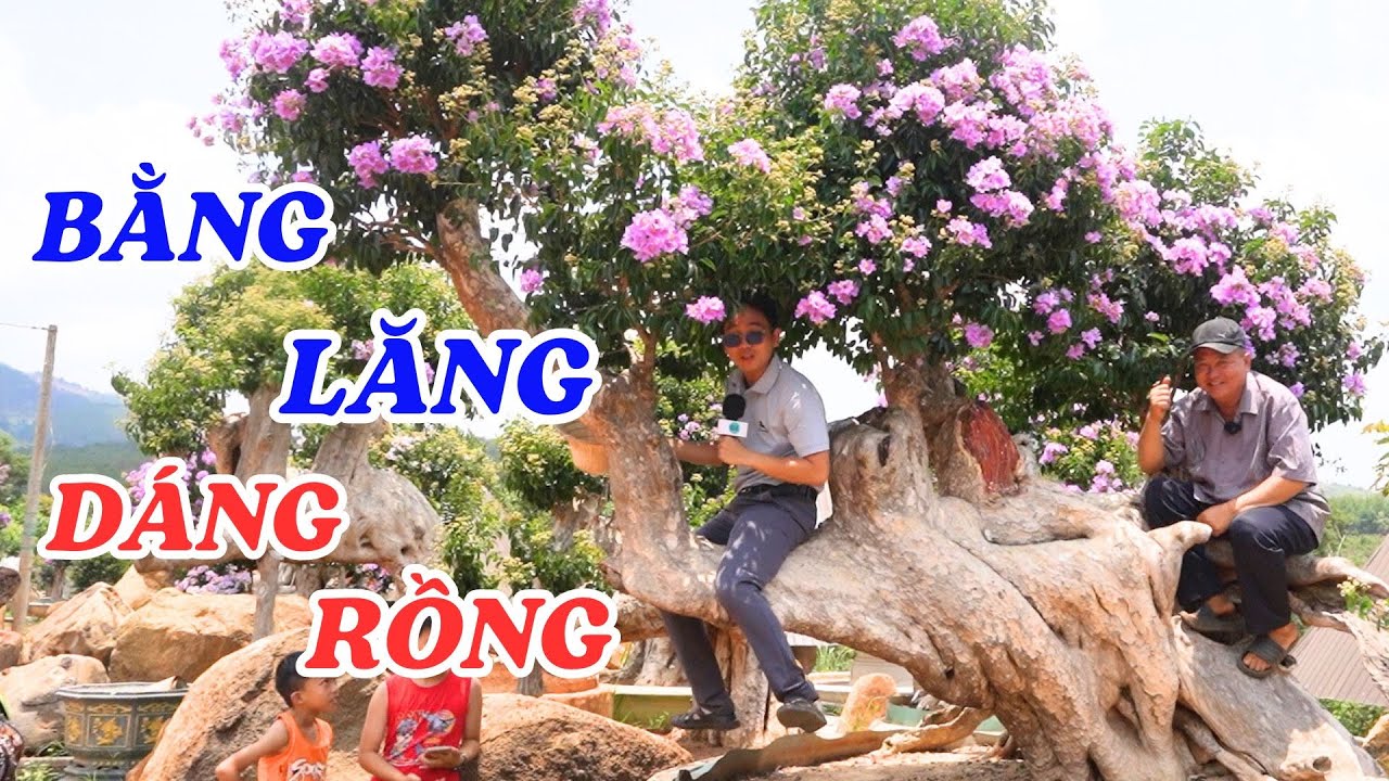 Vườn bằng lăng trăm tỷ, đẹp mê hồn của cặp vợ chồng ở Gia Lai - ĐỘC LẠ BÌNH DƯƠNG