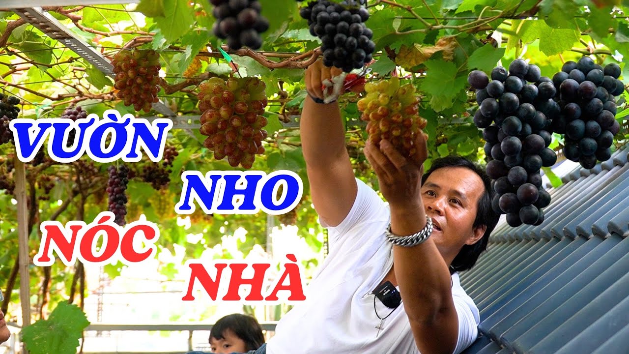 Người đàn ông bê cả vườn nho lên nóc nhà - ĐỘC LẠ BÌNH DƯƠNG