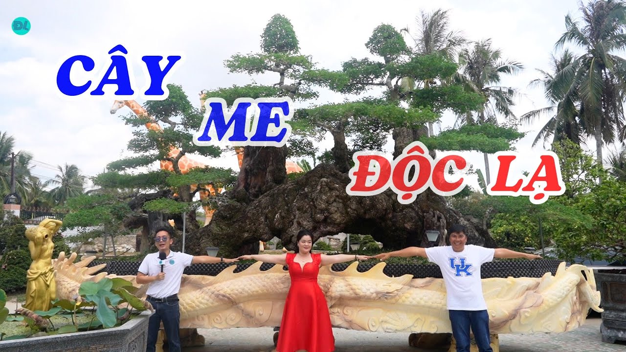 Phát hiện cây me chua nhất Việt Nam - ĐỘC LẠ BÌNH DƯƠNG