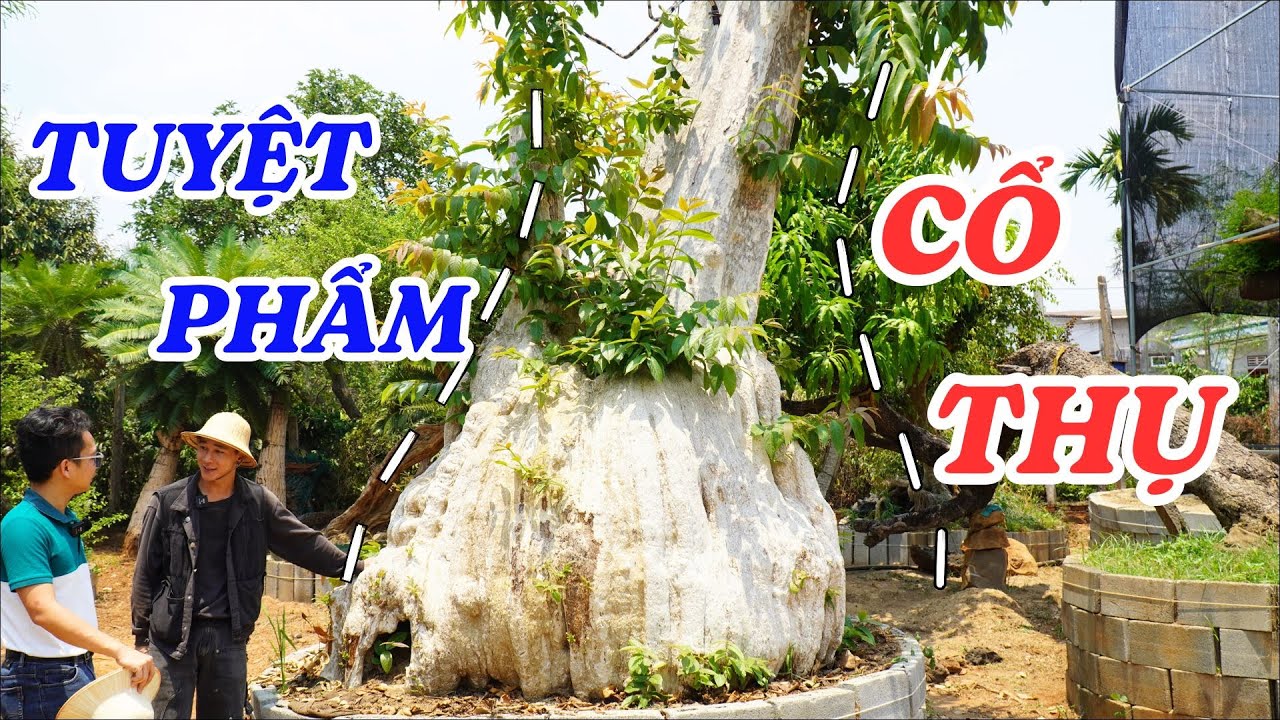 Thăm vườn bonsai cổ thụ kinh điển của Tây Nguyên - ĐỘC LẠ BÌNH DƯƠNG