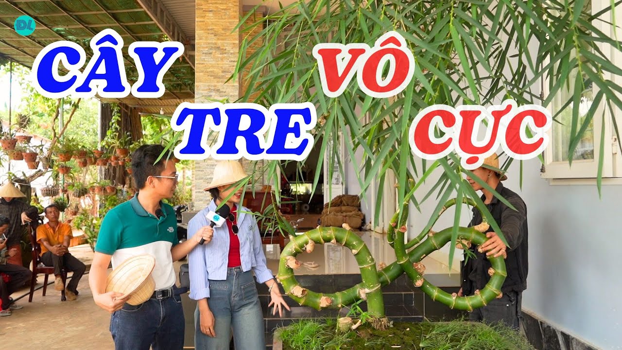 Đi ngắm cây tre vô cực ở Tây Nguyên - ĐỘC LẠ BÌNH DƯƠNG