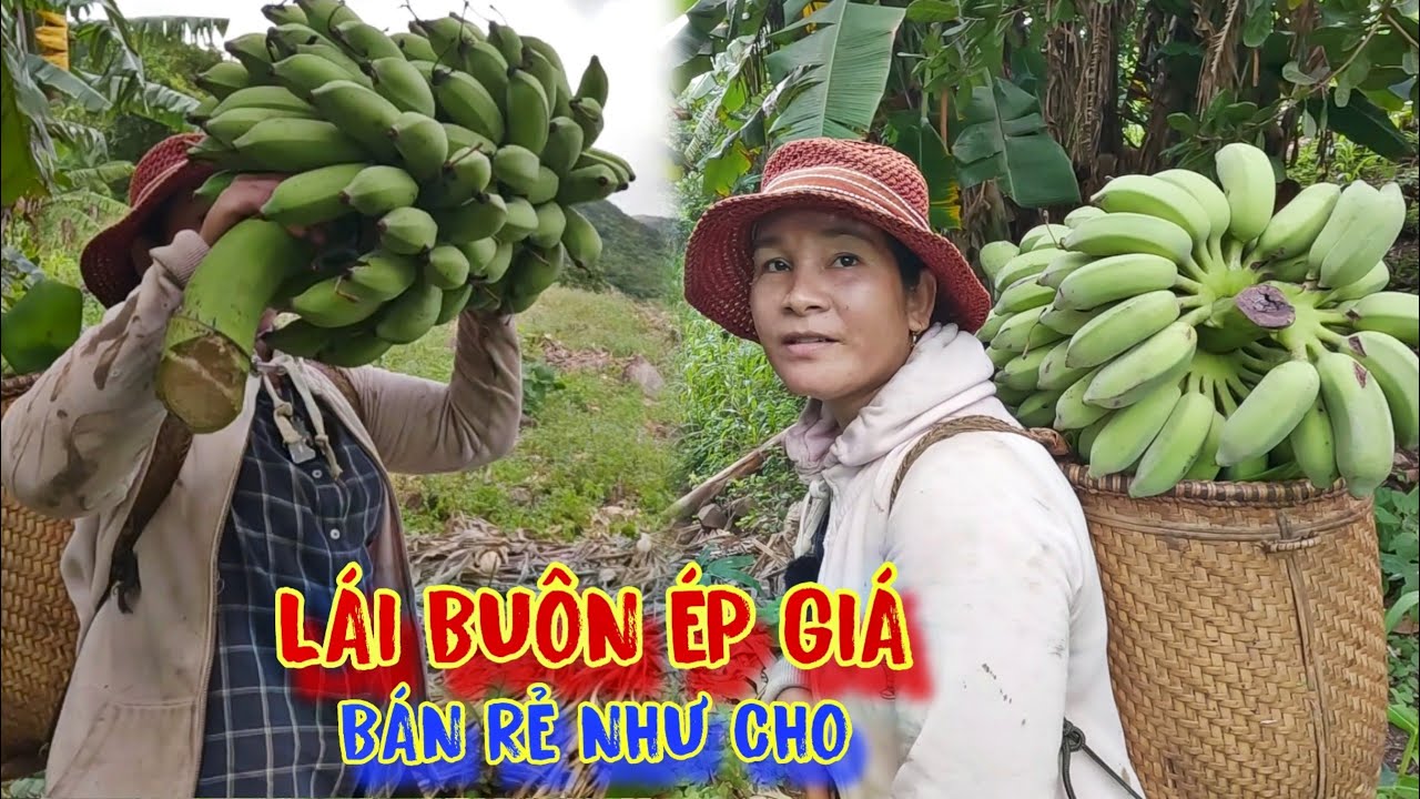 THU HOẠCH trái cây rừng, LÁI BUÔN ép giá, mua cho BÒ ĂN, rẻ như cho - tập 903