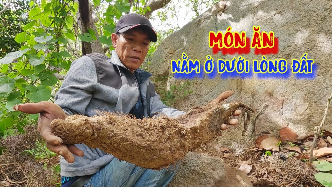 MÓN ĂN cứu đói ở trên rừng, không phải ai cũng nhìn thấy, và được ĂN - tập 1107