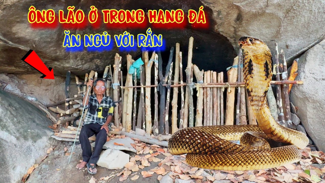 ÔNG LÃO ở trong hang đá, trên ngọn núi cao, sống chung với RẮN - tập 1062