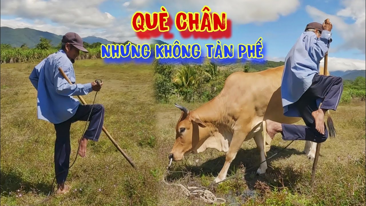 NGƯỜI ĐÀN ÔNG dị tật MỘT CHÂN, cảm xúc KHÓ TẢ, vì được TẶNG BÒ, 50 năm mới có 1 lần - tập 920