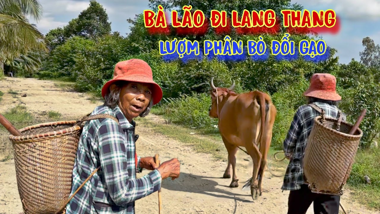 THỬ LÒNG bà lão chăn bò, gặp SỰ CỐ trên RỪNG, và cái kết RƠI NƯỚC MẮT - tập 848