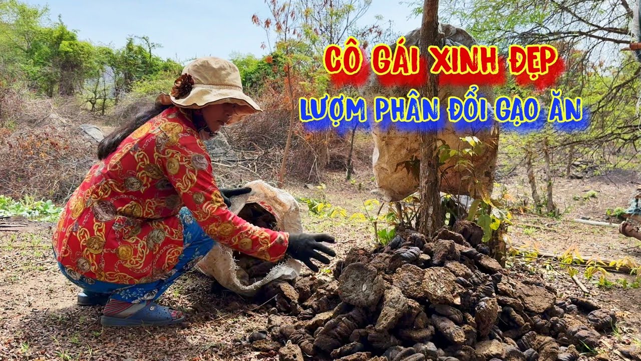 CÔ GÁI xinh đẹp, MÙ CHỮ chạy vô rừng, LỤM phân đổi GẠO ăn - tập 1058