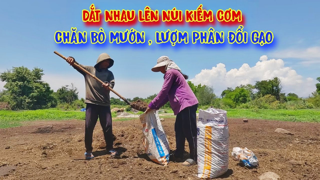 DẮT NHAU lên núi ở, 2 VỢ CHỒNG lụm phân đổi CƠM GẠO - tập 1125