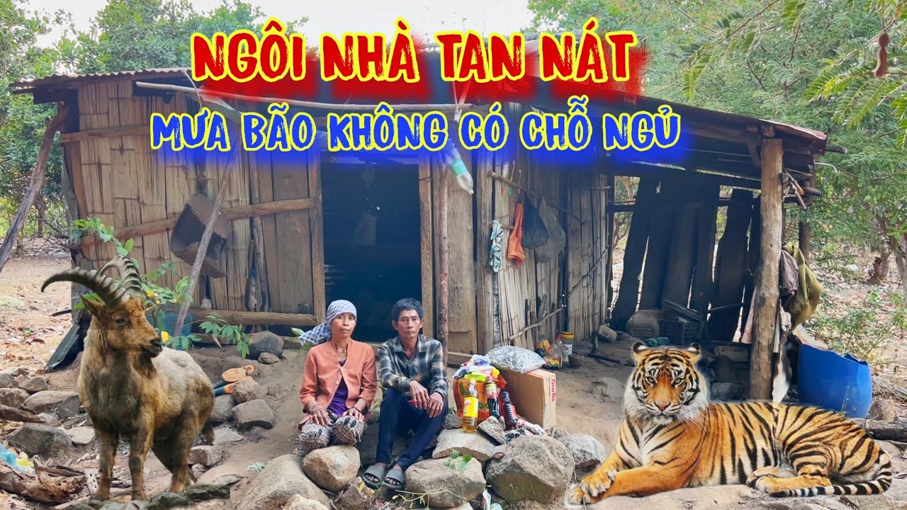 CỌP và DÊ ở chung CĂN NHÀ rách nát, VÙNG NÚI khắc nghiệt, CHÓ ăn đá, GÀ ăn sỏi - tập 993