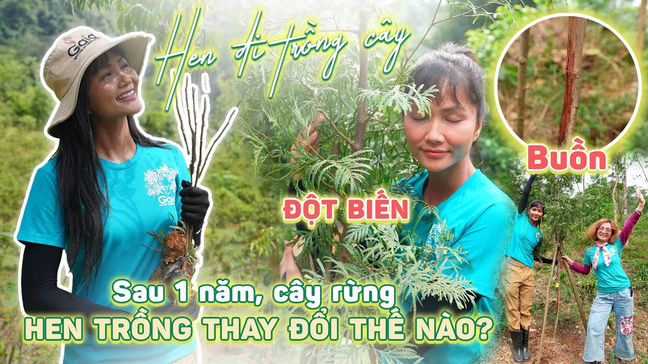 Sau 1 năm, cây RỪNG Hen trồng THAY ĐỔI như thế nào ?| H'Hen Niê Official