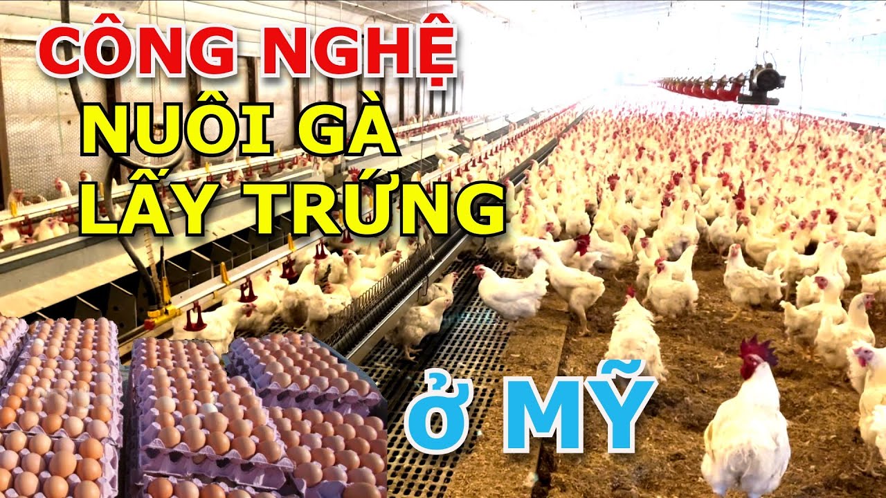 TÌM HIỂU CÔNG NGHỆ NUÔI GÀ LẤY TRỨNG LÀM GIỐNG TẠI MỸ Ở TRẠI TRỨNG CỦA NGƯỜI VIỆT